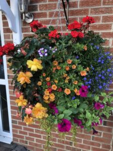 huge, summer, hanging baskets, hanging baskets, large hanging baskets, stockton, teesside, tees valley, county durham, newcastle, cleveland, beautiful, colourful, landscapers, landscaping, delivery,