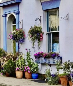 he-summer-Vibrant handmade hanging basket-hanging-baskets-multi-floral-baskets-flowers-summer-headland-hartlepool-teesside-county-durham-tarling-plants-landscaping