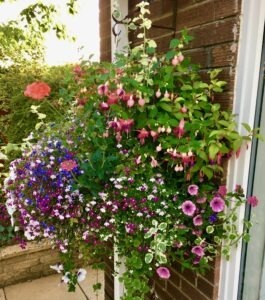 top planted summer hanging baskets, hanging baskets, baskets, teesside, county durham, green onion landscaping