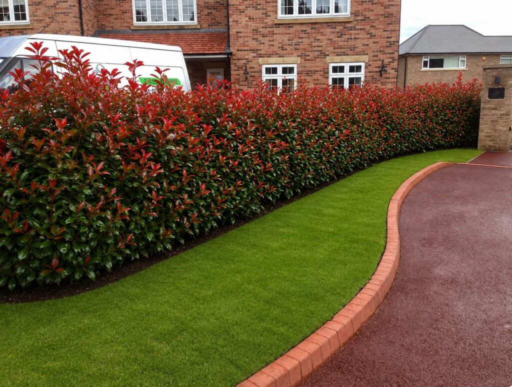 Photinia Red Robin hedge planting and soft landscaping in Wynyard, Billingham